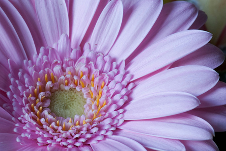 gerbera