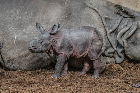 Indische Neushoorn