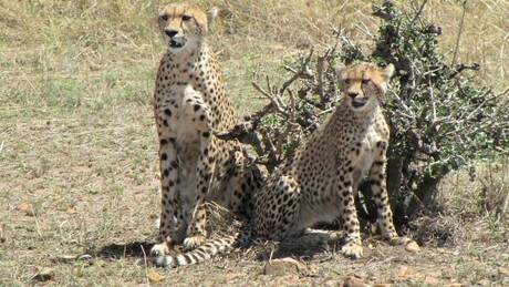 cheetas out for lunch