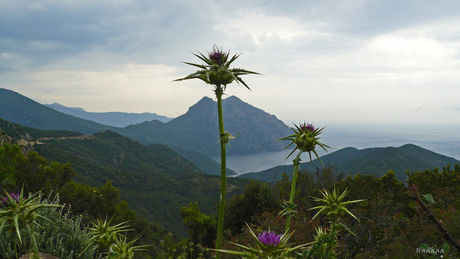 Distel-berg