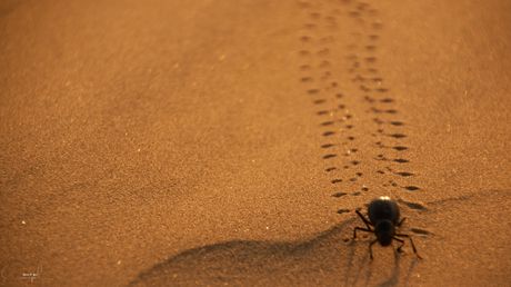 Sandbeetle