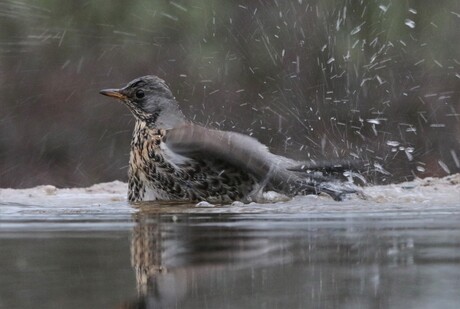 Kramsvogel neemt een bad