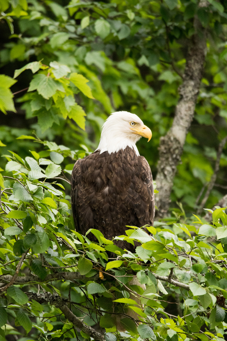 Amerikaanse zeearend