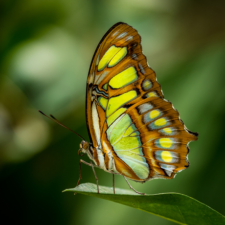 Malachiet vlinder