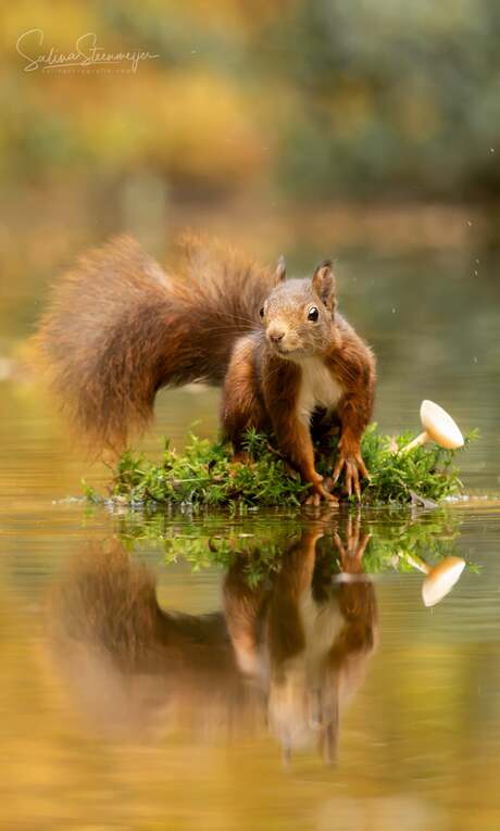 Rode eekhoorn 🍂🤎