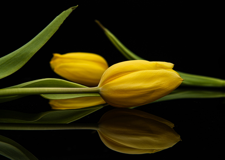 Twee tulpen