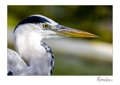 Blauwe Reiger