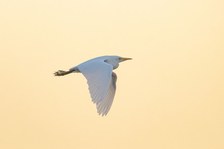 Koereiger vertrekt