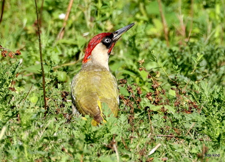 groene specht
