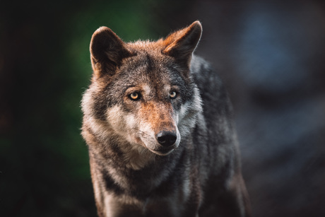 Wolf 🐺 