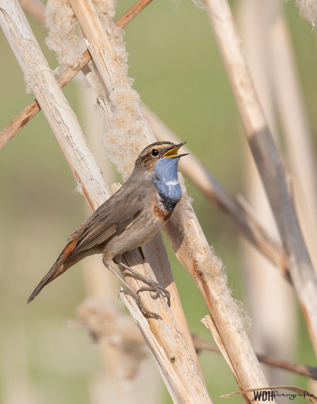 Blauwborst 