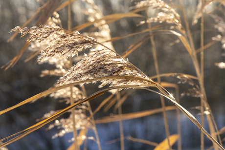 Rietpluimen wuiven in de wind