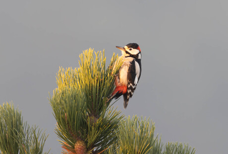 Specht hoog in boom