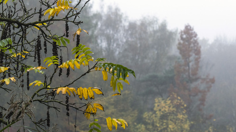 Mist in het Zoniënwoud
