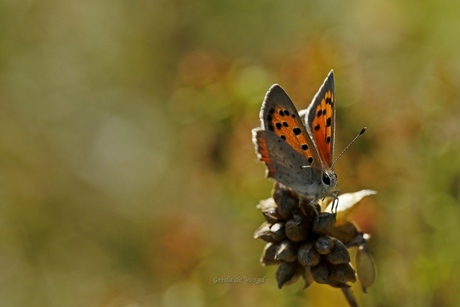 Kleine Vuurvlinder in de herfstzon