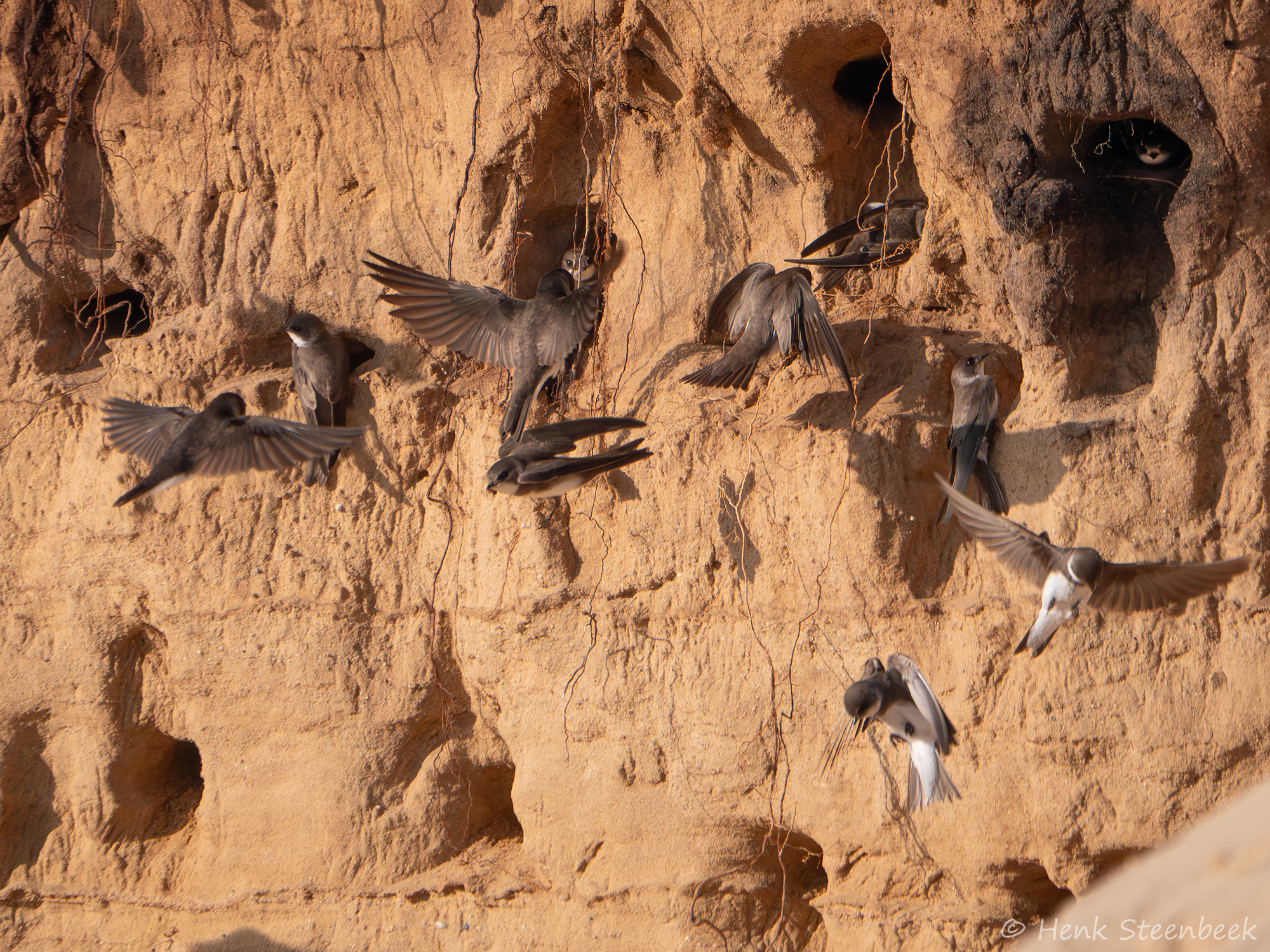Zwaluwen voeren inspectie uit - De zwaluwen zijn net teruggekomen uit Afrika. Een hele zwerm zwaluwen inspecteert de zwaluwenwand. Ze bekijken kortstondig de holletjes om dan allema - foto door HenkSt op 01-05-2025 - locatie: Blaricum, Nederland - deze foto bevat: zwaluwen, zwaluwenwand, inspecteren, groeve, gnr, panasonic, dmc-gx80, iso 400, diafragma ƒ/6.3, sluitertijd 1/2000s, brandpuntafstand 400mm, vogel, wilde dieren, bek, veerkracht, zangvogels, oeverzwaluw, zangvogel, slikken