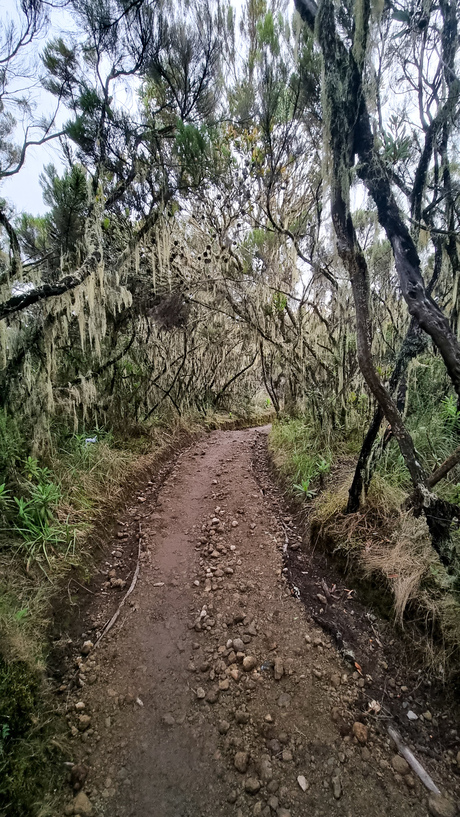 Spooky forest