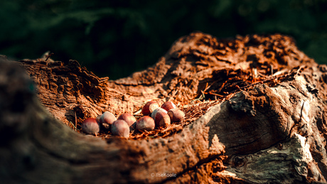 Eikels door Eekhoorn gesorteerd
