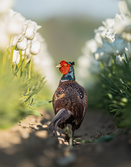 Fazant in tulpenlaantje
