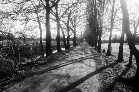 Mispeldonk in de zon