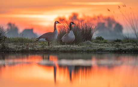 Zonsopkomst in de Nieuwe Driemanspolder