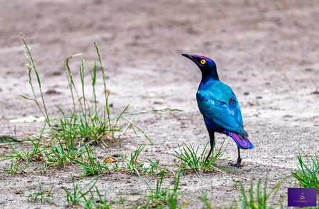 Purper glansspreeuw