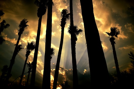 Bomen met zonsopgang 