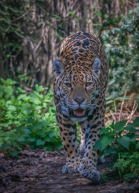 Jaguar