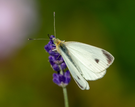 Scheefbloemwitje 