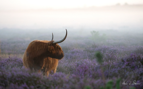 Schotse hooglander