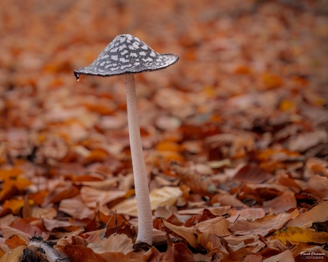 Spechtinktzwam op herfsttapijt in het Overbos.