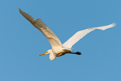 Grote zilverreiger