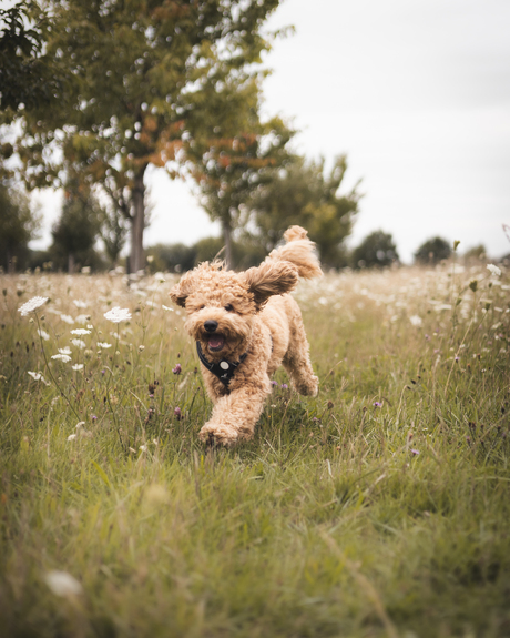 Labradoodle Leap