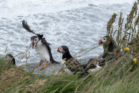 Papegaaiduikers in IJsland