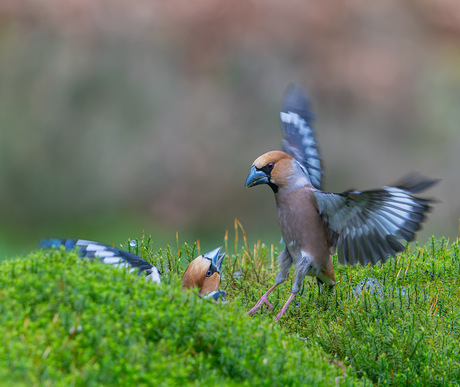 Appelvinken meningsverschil 
