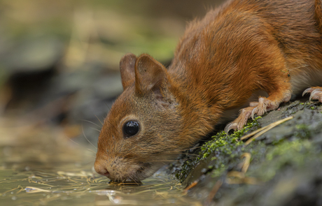 Drinkende eekhoorn