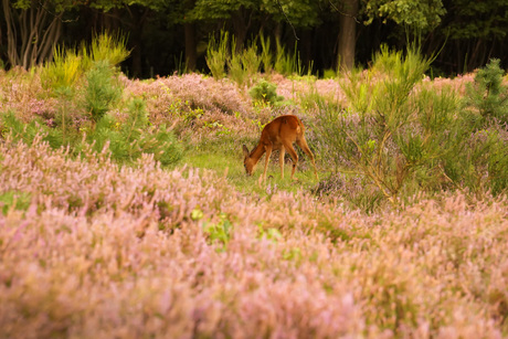 Hert op de Heide