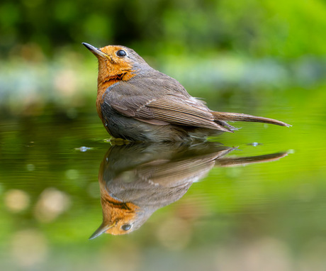 Roodborst spiegelfoto