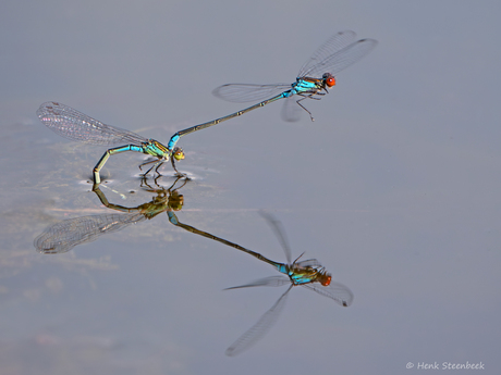Parende roodoogjuffers op het water