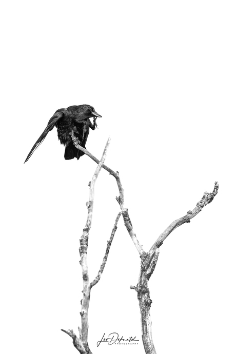 Stijlvol krabben bestaat