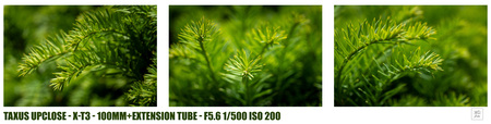 Summer School - week 1 - Macro - Taxus Upclose - foto door weedee op 30-05-2025 - locatie: Middelheimpark, Middelheimlaan, Antwerpen, België - deze foto bevat: summermacro, coniferen, cupressaceae, dennenfamilie, voor, pijnboom