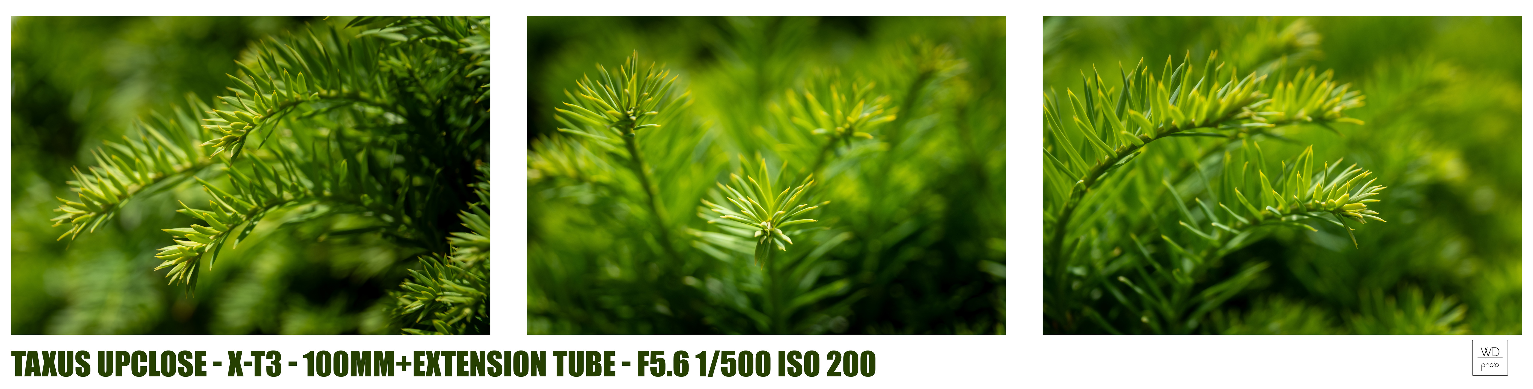 Summer School - week 1 - Macro - Taxus Upclose - foto door weedee op 30-05-2025 - locatie: Middelheimpark, Middelheimlaan, Antwerpen, België - deze foto bevat: summermacro, coniferen, cupressaceae, dennenfamilie, voor, pijnboom
