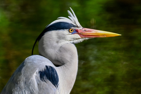 Portret van een Blauwe Reiger