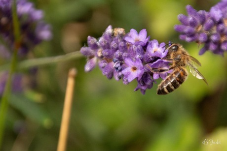 Honingbij fouragerend op lavendel