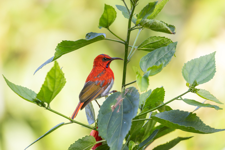 Temminckhoningzuiger