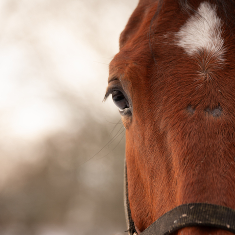 Close-Up paard