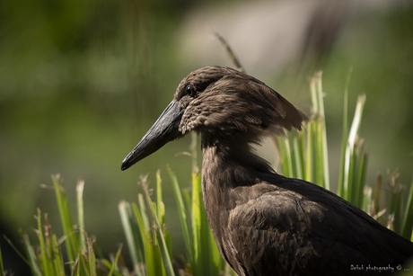 Hamerkop . 