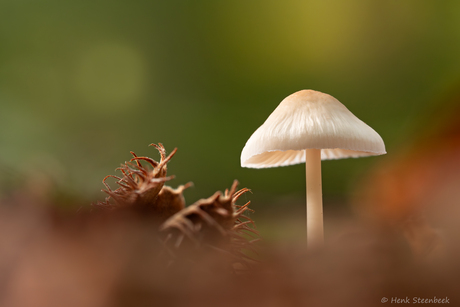 Paddenstoeltje in de zon