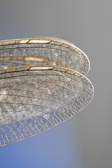 Libelle 1