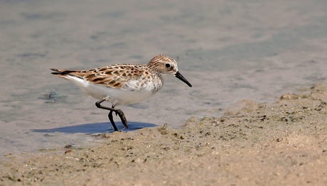 Kleine Strandloper